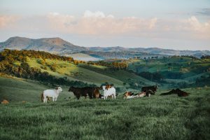 herd of cattle in daytime