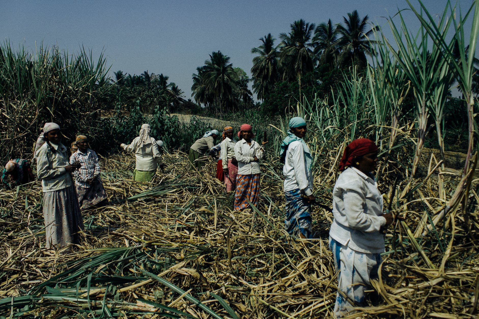 group of black women working on sugar cane plantation